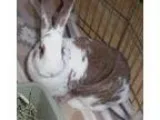 Adopt Abbey a Bunny Rabbit