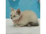 Adopt Crispy a Cream or Ivory (Mostly) Domestic Shorthair (short