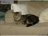 lost cat- marbled bengal