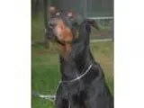 Adopt Ricky a Doberman Pinscher