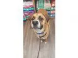 Adopt Nitro a Tricolor (TanBrown and Black and White) Boxer  Ger