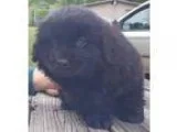Adopt October Moon a Newfoundland Dog