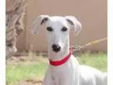 Adopt Myrtle a White Saluki  Mixed dog in Bellingham WA (1540586