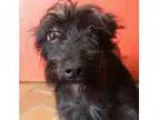 Adopt Cassie a Miniature Schnauzer dog in Rancho Santa Fe CA (