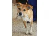 Adopt Oliver a Cattle Dog