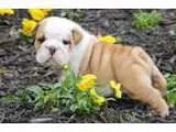 Amazing English Bulldogs Puppies Akc 12