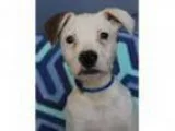Adopt Maverick a Pit Bull Terrier