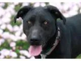Adopt IZZIE a Labrador Retriever  Border Collie  Mixed dog in Ky