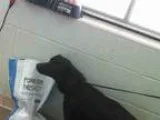 Adopt LITTLE GIRL a Labrador Retriever  Mixed dog in Tulsa OK (1