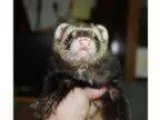 Adopt Crawl a Ferret