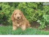 Goldendoole puppy with health guarantee