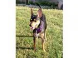 Adopt Juius a Black Miniature Pinscher  Mixed dog in Clermont FL