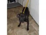 Adopt Constellation a Black Boxer  Labrador Retriever  Mixed dog