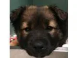 Adopt Elwood a Shepherd Rottweiler
