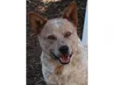 Adopt Rusty a Australian Cattle Dog (Blue Heeler)