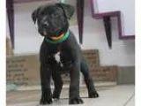 Lovely Male Chipoo Puppy