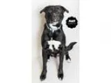 Adopt Blaze a Black - with White Labrador Retriever  Mixed dog i