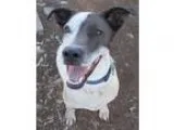 Adopt Gracie Foxhound a Foxhound  Mixed dog in Bardstown KY (139