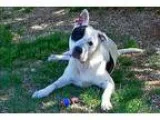 Pit fem X - Female Pit Bull Terrier Mix