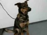 Adopt ZIVA a German Shepherd Dog  Mixed dog in Tulsa OK (1531002