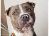 Adopt MIGUEL a Pit Bull Terrier Mixed dog in Sacramento CA (