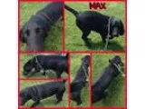 Adopt Max a Basset Hound Labrador Retriever