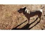 Adopt BEAR a Staffordshire Bull Terrier Cattle Dog
