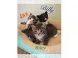 Adopt Kittens a Brown Tabby American Shorthair (short coat) cat 