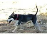 Adopt Zoey a Black and Tan Coonhound  Mixed dog in Clarkdale AZ 