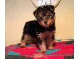 Kimaooe Teacup Yorkie Puppies For Sale