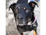 Adopt Talia a Black - with Brown Red Golden Orange or Chestnut R
