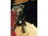 Adopt Presley a Poodle Terrier
