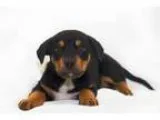 Adopt Chase a German Shepherd Dog Labrador Retriever