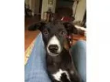 Adopt Molly a Black - with White Hound (Unknown Type)  Mixed dog