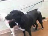 Adopt CLOVER a Labrador Retriever  Mixed dog in Tulsa OK (153333