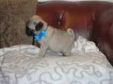 tertev pug puppies