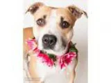 Adopt BLOSSOM a Pit Bull Terrier  Mixed dog in Sacramento CA (15