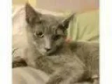 Adopt Charlotte the Russian Blue Baby a Russian Blue