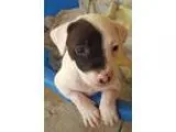 Adopt Puppy 1 a Black - with White American Pit Bull Terrier  Mi