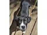 Adopt Guns a Black - with White Black Mouth Cur  Labrador Retrie