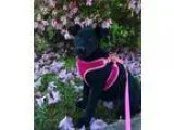 Adopt Leyla a Calico or Dilute Calico Domestic Shorthair (short 