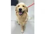 Adopt Cadbury a TanYellowFawn Golden Retriever  Mixed dog in BIR