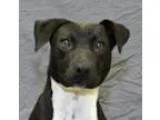 Adopt Rock a Rottweiler