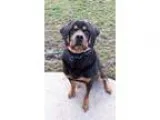 Adopt Maverick - Foster Needed a Black - with Tan Yellow or Fawn