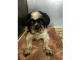 Adopt Fella a Black - with White Shih Tzu  Lhasa Apso  Mixed dog