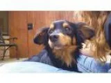 Adopt Snoop Dog a Dachshund