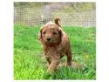 AUSTRALIAN LABRADOODLE PUPPIES Young litter of Australian labrad