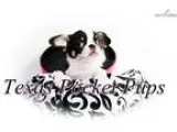 Chihuahua Apple head Extreme Paisley