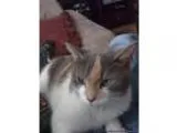Lost GreyWhiteBeige Small Cat named Gypsy