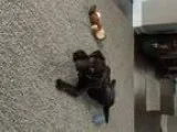 AKC Registered Chocolate Lab